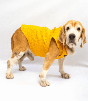 Pawgypets Sherwani for Dogs and Cats (Yellow)