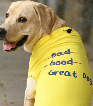 Mutt of Course Great Doggo T Shirt for Dogs